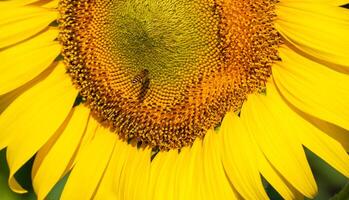 Close up view of bee collects nectar from a sunflower photo