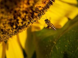 abeja recoge néctar desde un girasol foto