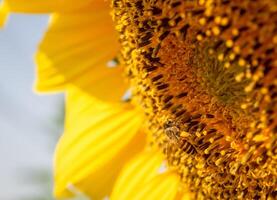 Bee collects nectar from a sunflower photo