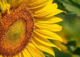 abeja recoge néctar desde un girasol foto