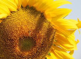 abeja recoge néctar desde un girasol foto