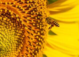 abeja recoge néctar desde un girasol foto