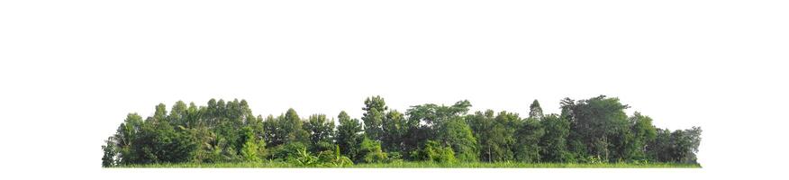 A group of rich green trees High resolution on white background. photo