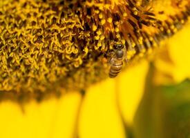 Bee collects nectar from a sunflower photo