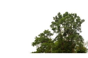 Green Trees isolated on white background.are Forest and foliage in summer for both printing and web pages with cut path and alpha channel photo