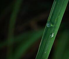 closeup of raindrops on leaves photo