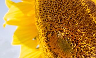 Bee collects nectar from a sunflower photo