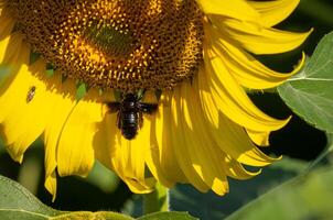 Close up view of Flying insect collects nectar from a sunflower photo