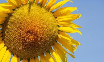 Close up view of bee collects nectar from a sunflower photo