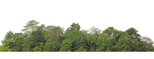 Green Trees isolated on white background.are Forest and foliage in summer for both printing and web pages with cut path and alpha channel photo