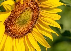 abeja recoge néctar desde un girasol foto