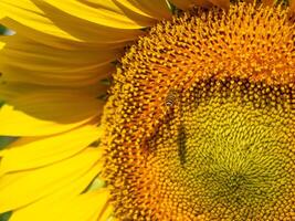 Bee collects nectar from a sunflower photo