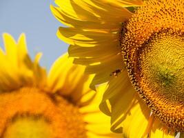 Bee collects nectar from a sunflower photo