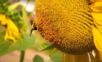 abeja recoge néctar desde un girasol foto