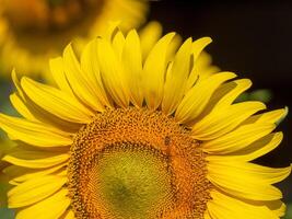 Close up view of bee collects nectar from a sunflower photo