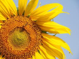 abeja recoge néctar desde un girasol foto