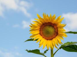 girasol floreciente en el Mañana cielo antecedentes foto