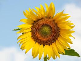 Sunflower blooming in the morning sky background photo