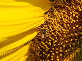 Bee collects nectar from a sunflower photo