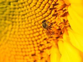 Bee collects nectar from a sunflower photo