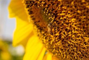 Bee collects nectar from a sunflower photo