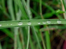 closeup of raindrops on leaves photo