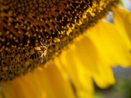 Bee collects nectar from a sunflower photo