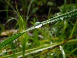 closeup of raindrops on leaves photo