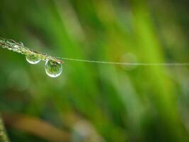 closeup of raindrops on leaves photo