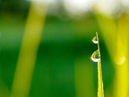 closeup of raindrops on leaves photo