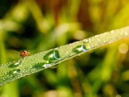 closeup of raindrops on leaves photo