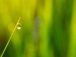 closeup of raindrops on leaves photo