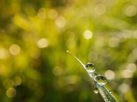 closeup of raindrops on leaves photo