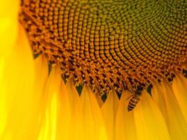 Bee collects nectar from a sunflower photo