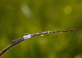 de cerca de gotas de lluvia en hojas foto