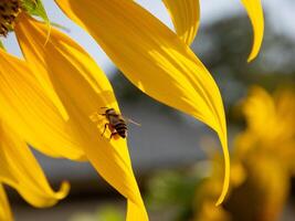 abeja recoge néctar desde un girasol foto