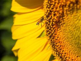 Bee collects nectar from a sunflower photo