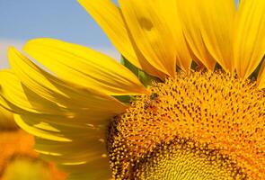 Close up view of bee collects nectar from a sunflower photo