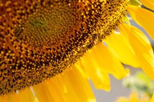 abeja recoge néctar desde un girasol foto