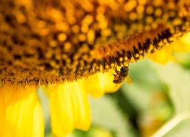 Bee collects nectar from a sunflower photo