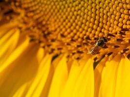 Bee collects nectar from a sunflower photo