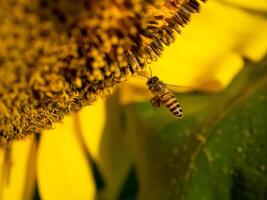 Bee collects nectar from a sunflower photo