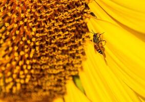 Close up view of bee collects nectar from a sunflower photo