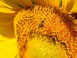 Bee collects nectar from a sunflower photo