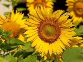 Bee collects nectar from a sunflower photo