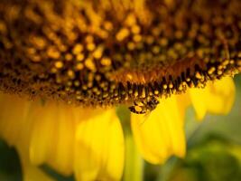 abeja recoge néctar desde un girasol foto