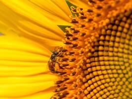 Bee collects nectar from a sunflower photo