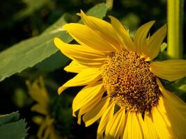 abeja recoge néctar desde un girasol foto