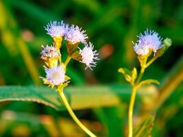 White flowers bloom in the spring photo