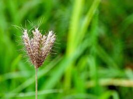 morning grass Flowers sunshine photo